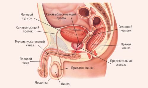 Строение мужской мочеполовой системы