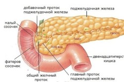 Поджелудочная железа