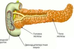 Строение поджелудочной железы
