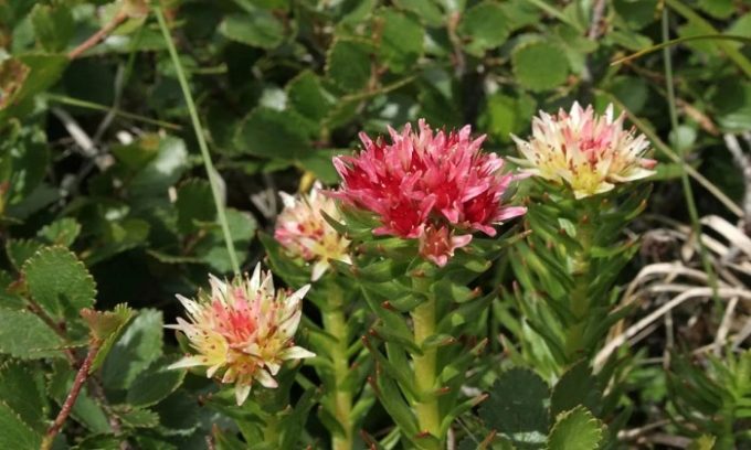 Стебли и корень родиолы четырехлистной очень эффективны в начальной и средней стадии болезни